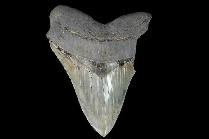 Partial Fossil Megalodon Tooth - Serrated Blade #130013